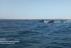 Whale watching tour SEASONAL