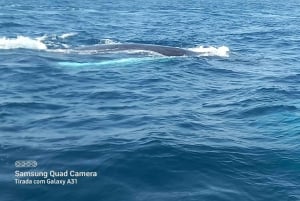 Whale watching tour SEASONAL