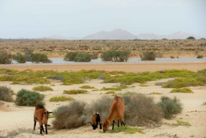 Island tour & cattle & Taste local flavors