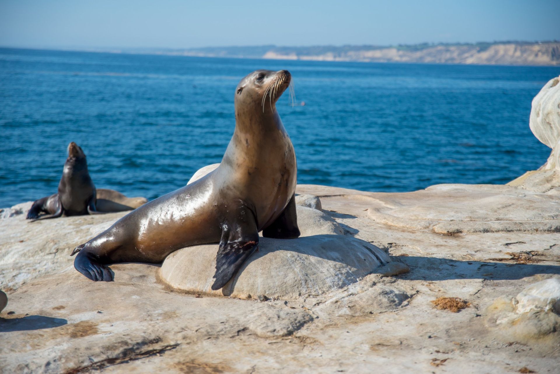 San Diego