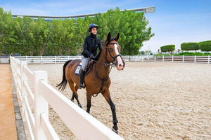 Al Forsan Horse Ride Experience