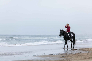 Al Shahama: Luxury Beach Horseback Riding Experience