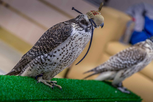 Falcon Hospital Tour with Hotel Pickup & Drop-Off