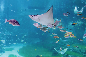 Biglietto cumulativo National Aquarium e Adrenark Adventure
