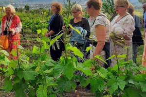 Gjirokaster: Viinitila ja viininmaistajaiskokemus