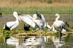Skadar Lake nasjonalpark: fugletitting og fotograferingstur