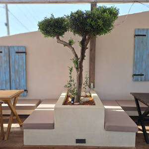 Tonea's All Day Brunch & Café