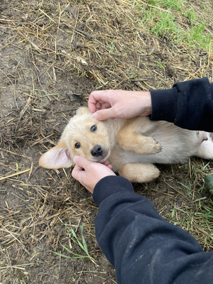 Veterinarian in Gjirokastër “Animal Center”