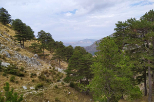 Cherry Blossom Spectacle: Spring in Albania