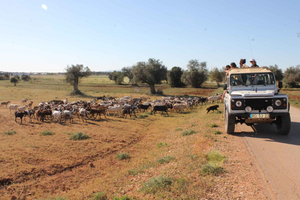 Albufeira: Jeep Safari Half-Day Countryside Tour