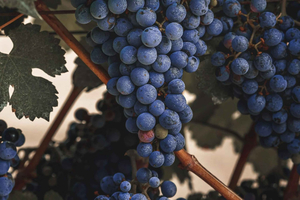 Algarve Golden Coast & Boutique Wine Estate Experience