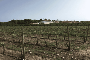 Algarve Wine Tour of two estates guided by wine expert