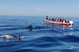 Dolphins Watching from Albufeira