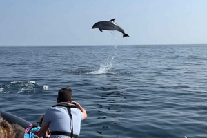 Faro: Dolphin and Wildlife Watching in the Atlantic Ocean