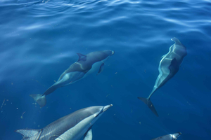 Faro: Dolphin Watching Boat Tour