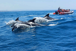 From Albufeira: Benagil Caves and Dolphins Guided Boat Tour