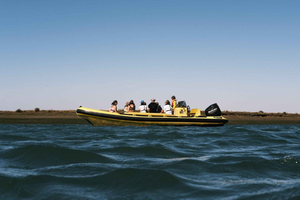 Da Faro: Eco tour di Ria Formosa guidato da un biologo marino