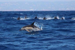 Lagos: Dolphin Watching with Professional Marine Biologists