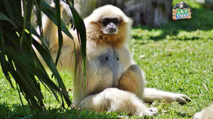 Lagos Zoo