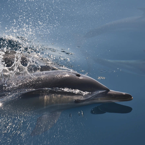 SeaLife Dolphin Watching Lagos
