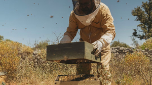 Honey Harvesting Experience