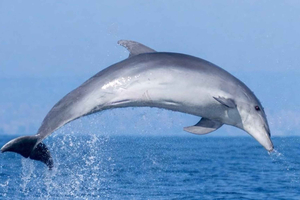 Guardamar del Segura: Respectful dolphin watching by boat