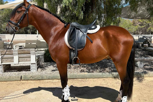 アリカンテ：乗馬レッスン + プライベート乗馬