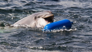 Segling är ett härligt sätt att uppleva Alicantes kust