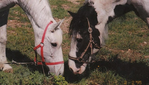 Alcosser equestrian centre