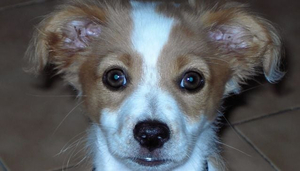Protectapet