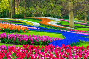 Amsterdam: Cheese, Clogs, Flowers and Windmills Tour