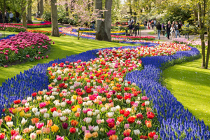 Amesterdão: Visita guiada aos Jardins de Keukenhof em espanhol e inglês