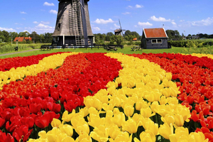 Amsterdam: Private Keukenhof and Free Tulip Tour
