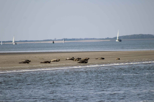 Amsterdam: Hyljekierros Waddenzeen Unescon maailmanperintökohteessa