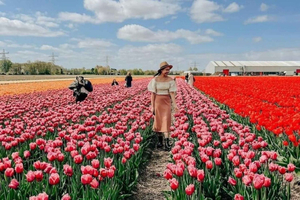 Amsterdam: Tulip Farm Visit, Keukenhof, and Windmill Cruise