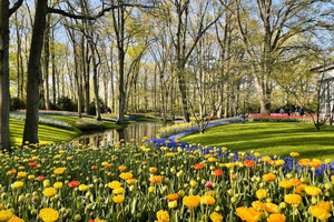 Amsterdam : Tulipes et moulins à vent - Journée entière en voiture PRIVÉE