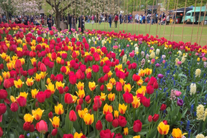 Von Amsterdam aus: Keukenhof und Zaanse Schans Kleingruppentour