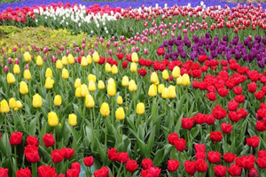 From Amsterdam - Private tour to the Keukenhof and Madurodam