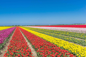 From Amsterdam: take the famous Tulip route tour