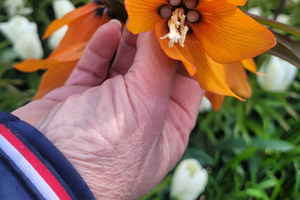 Keukenhof & Flower Fields with Botanist