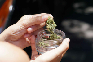 Private Cannabis Culture Tour with Coffeeshops