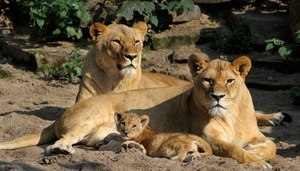 Artis Zoo