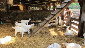 De Ridammerhoeve - Goat Farm