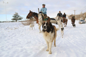 El Calafate: Horseback Riding by Lake Argentino