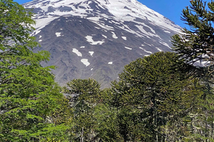 From Pucón: Villarrica National Park Guided Hiking Tour
