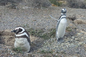 Depuis Puerto Madryn : excursion à la colonie de manchots de Punta Tombo