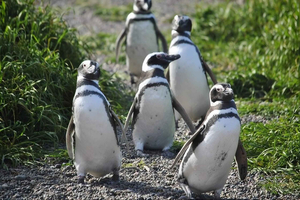 Full-day excursion to the Punta Tombo penguin colony to walk among the penguins