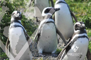 Full-day excursion to the Punta Tombo penguin colony to walk among the penguins