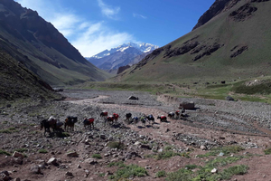 Mendoza: Mt. Aconcagua Confluencia Camp Trekking