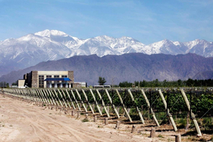 Mendoza: Wine and Olive Oil Tasting Half-Day Tour